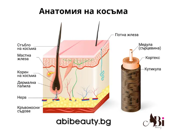Анатомия на косъма — структура и фоликул при лазерна епилация